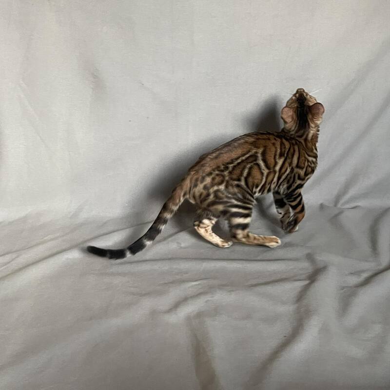 Joker Bengal male, black spotted tabby