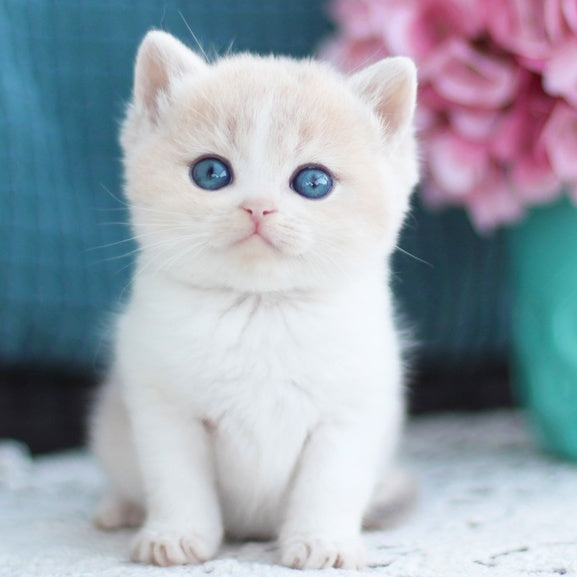 Frank British Shorthair male, blue golden shaded bicolour