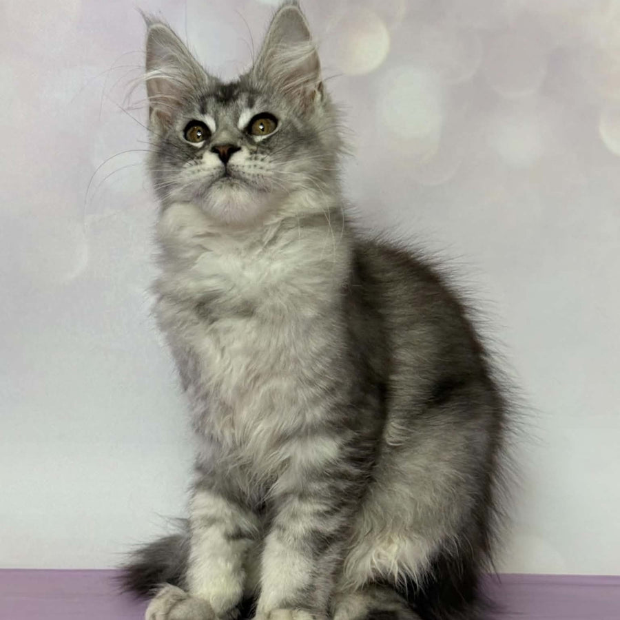 Chloe Maine Coon female, black silver tabby with white