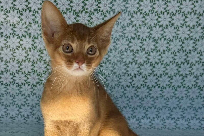 Baks Abyssinian male sorrel - live animals