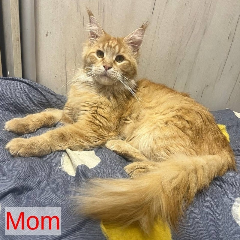 Brandon Maine Coon male, red tabby