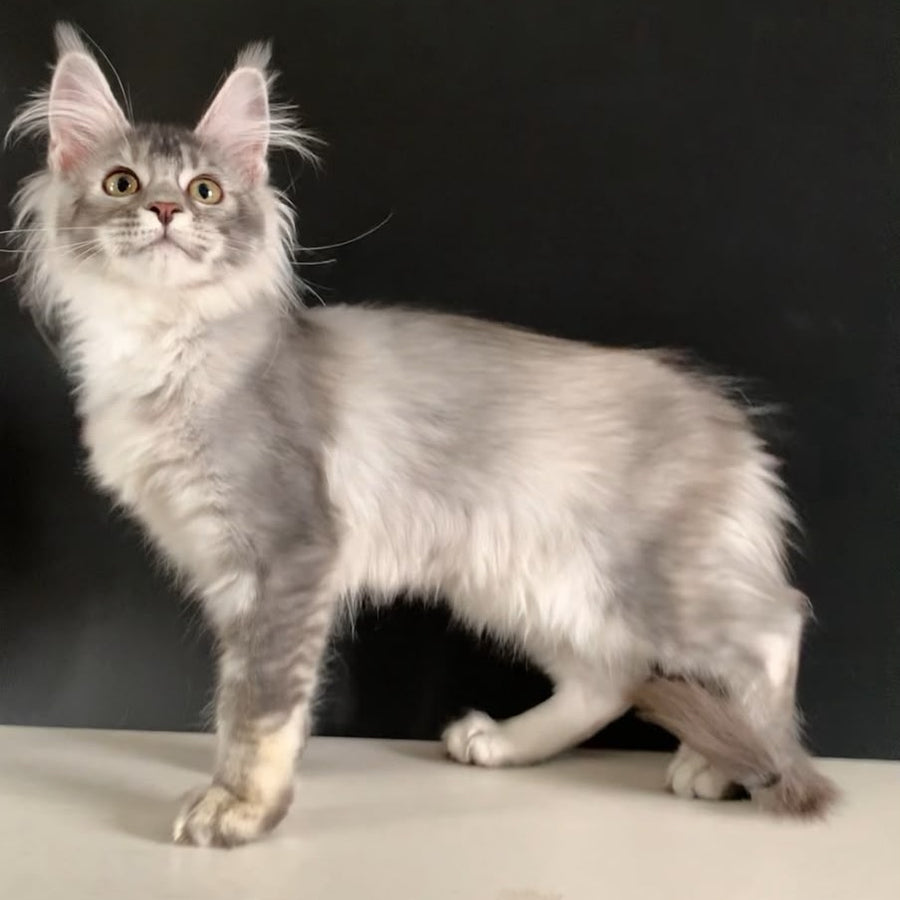 Orchid Maine Coon female, black tortie silver ticked tabby