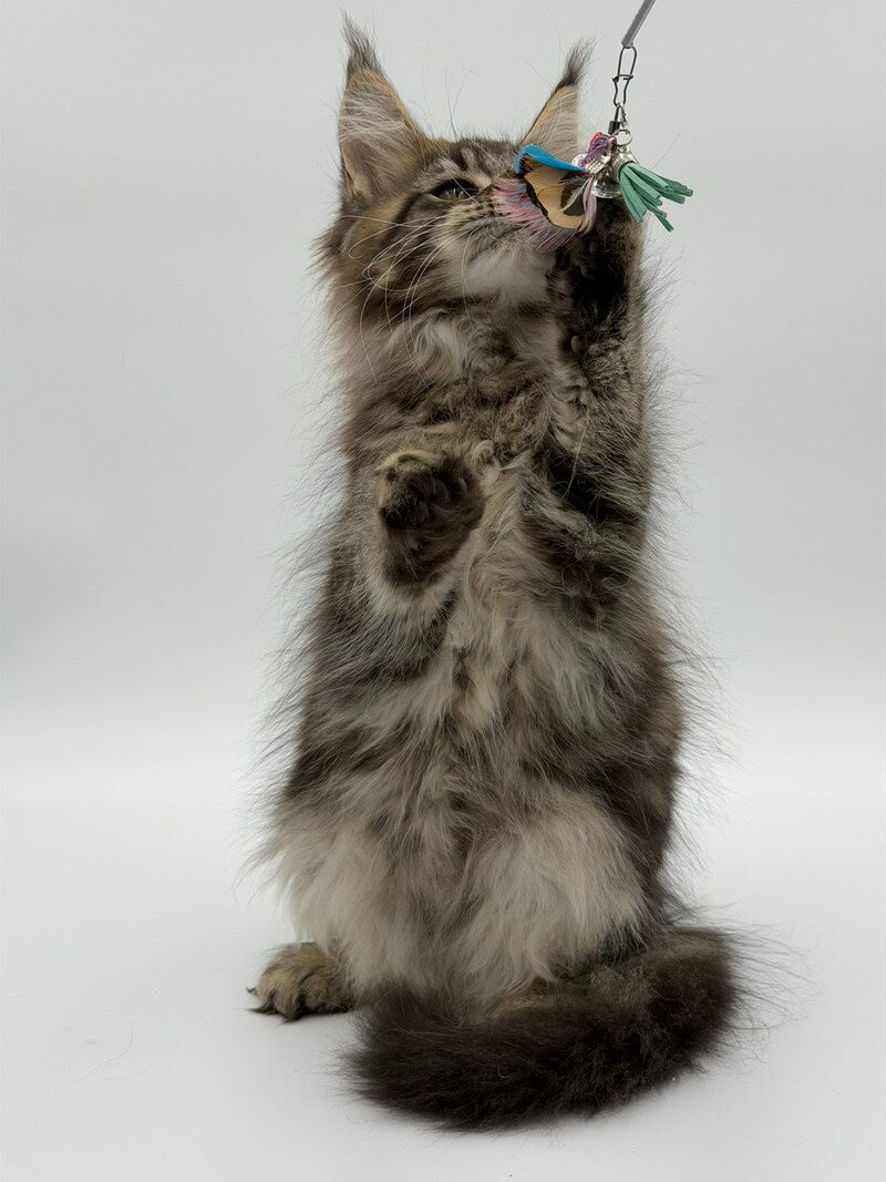 Katran Maine Coon male black tabby - live animals