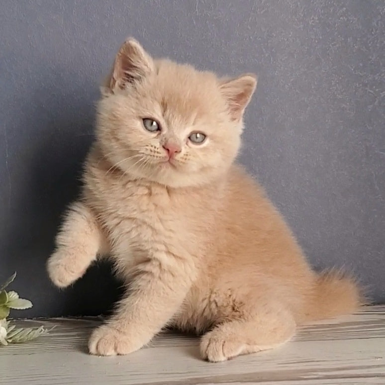 Dionis British Shorthair male, cream