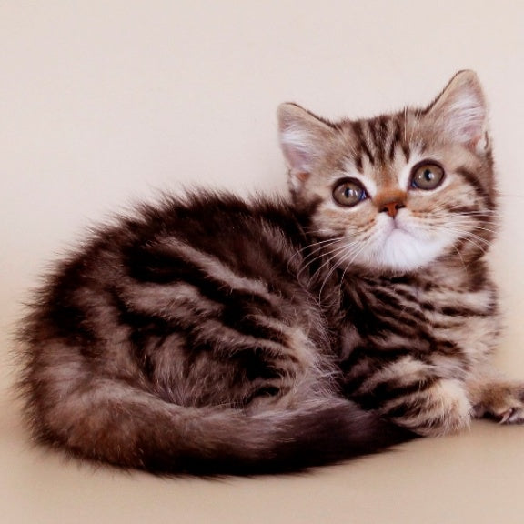 Willie British Shorthair male, black tabby