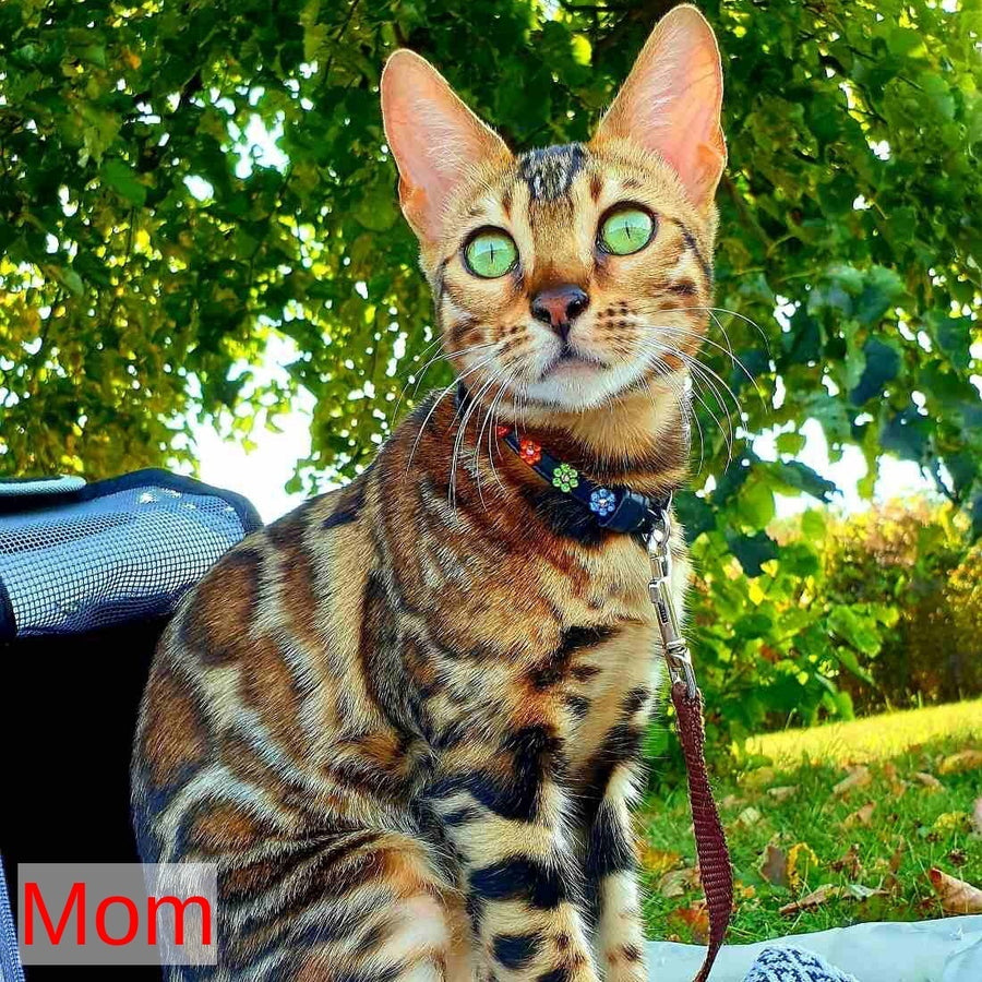 Chanel Bengal female, black spotted tabby
