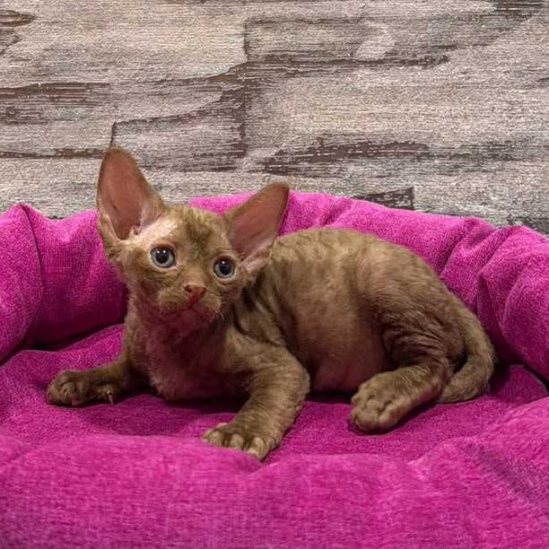 Paskal Devon Rex male, cinnamon