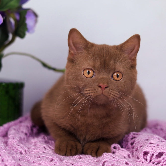 Kira British Shorthair female, cinnamon