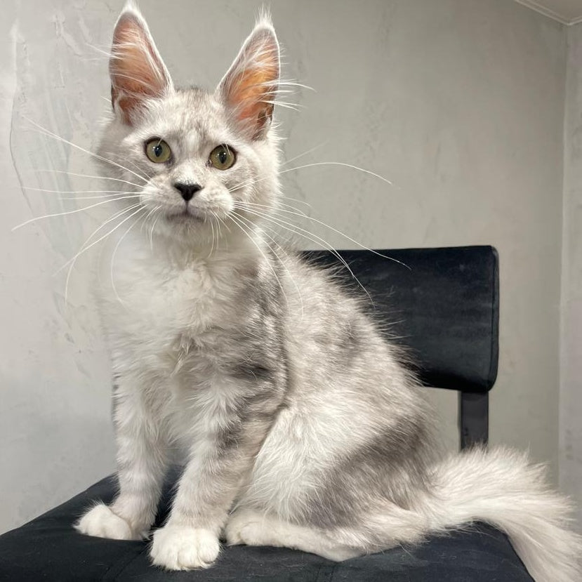 Kira Maine Coon female, black silver bicolour ticked tabby
