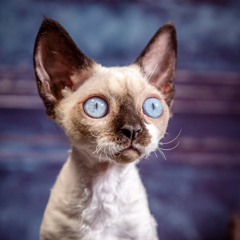 Iriska Devon Rex female, chocolate bicolour pointed