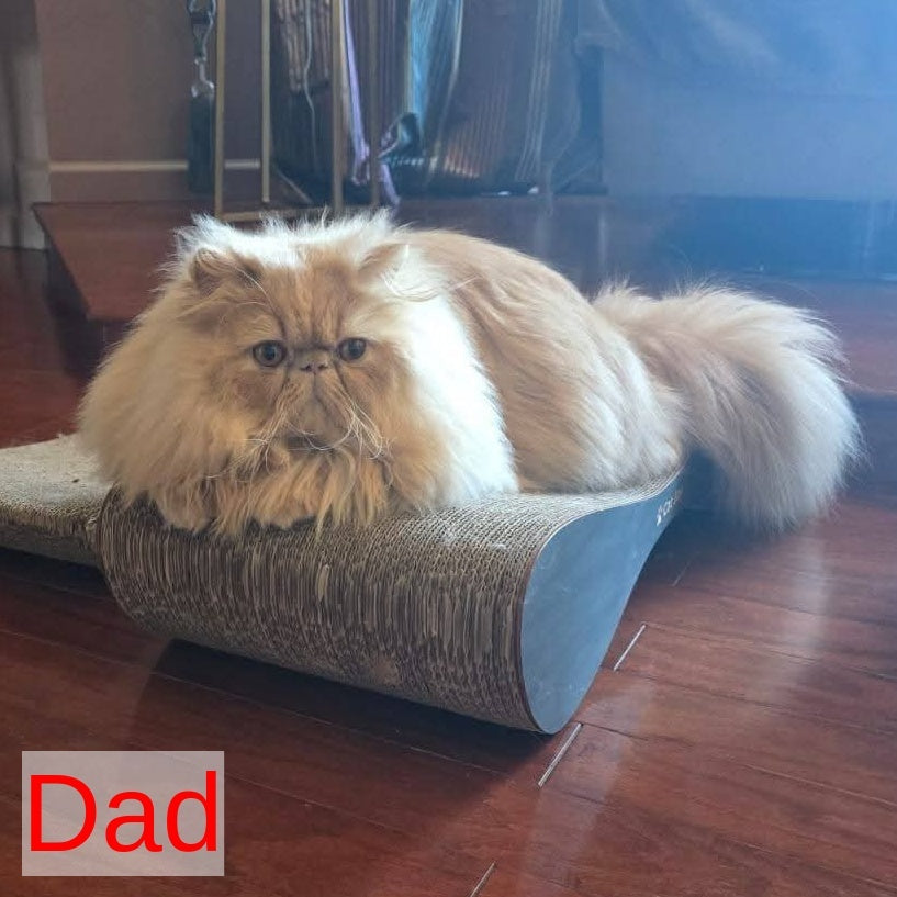 Donya Persian female, blue tortie