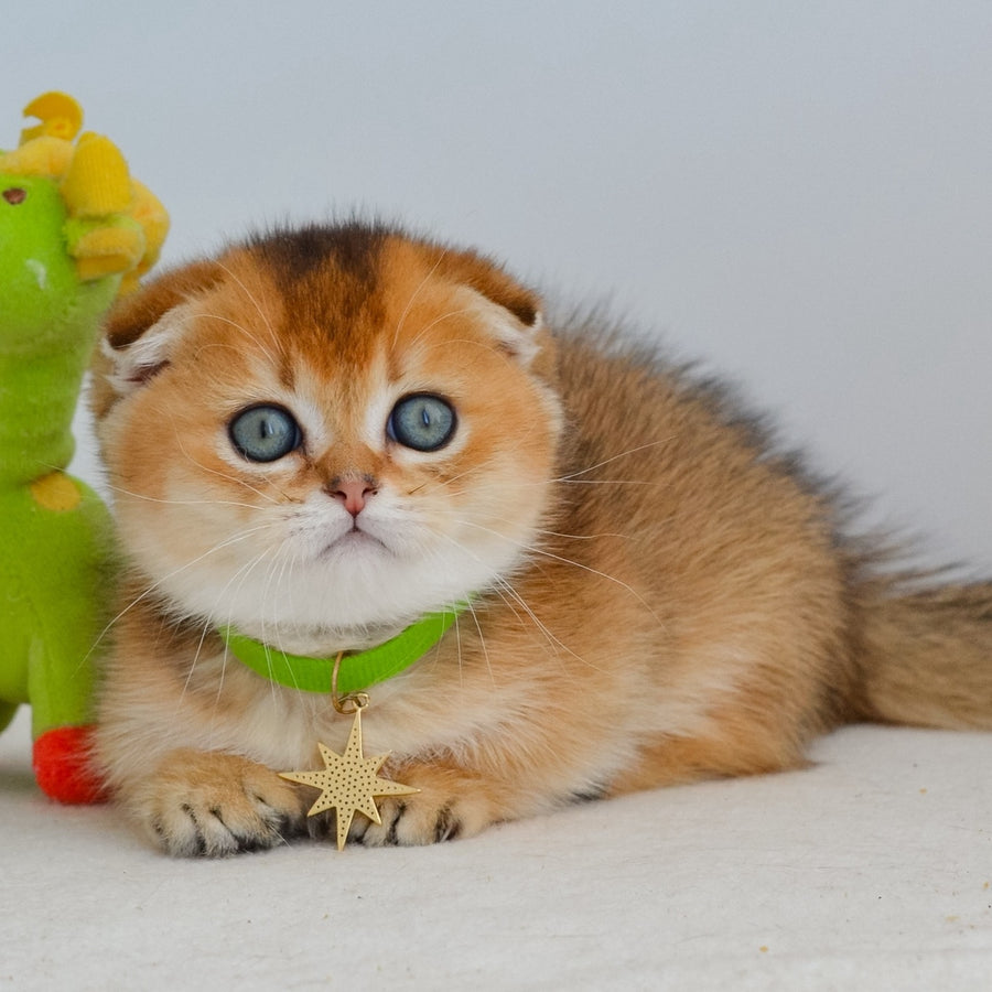 Hudson Munchkin male, black golden ticked tabby