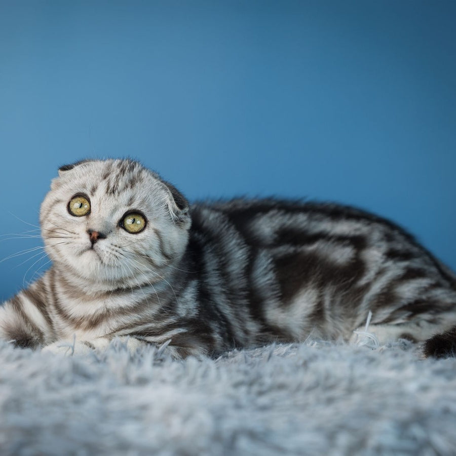 Yuna Scottish Fold female, black silver tabby
