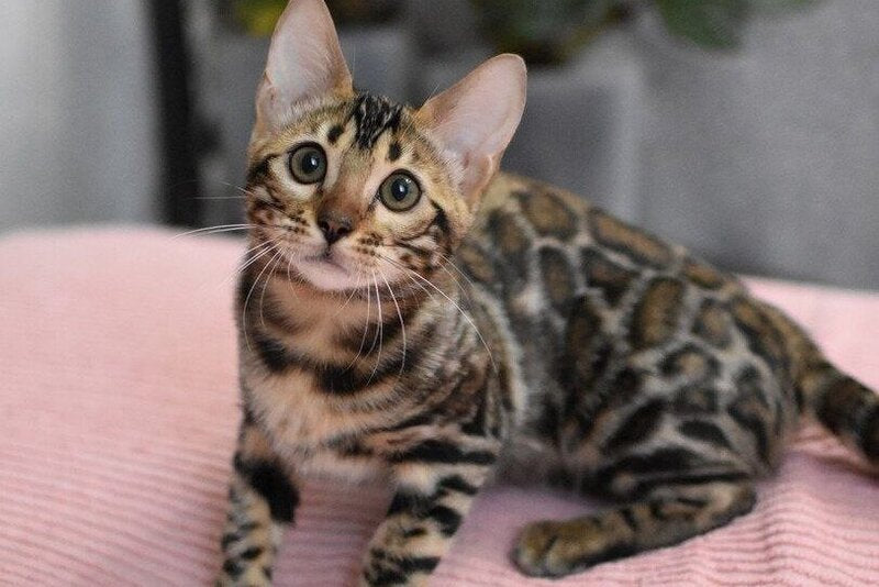 Gera Bengal male black spotted tabby - live animals