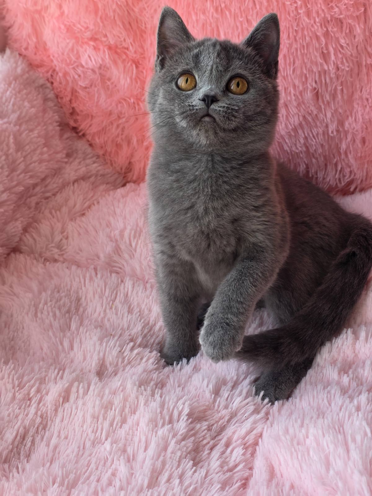 Caitlin British Shorthair female, blue
