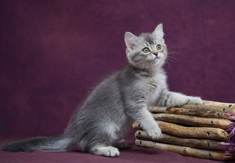Eustace Scottish Straight male blue silver ticked tabby - live animals