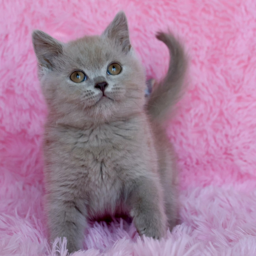 Xavier British Shorthair male, lilac