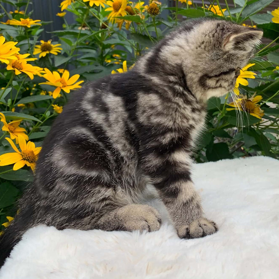 Milky Way Exotic male, black tabby