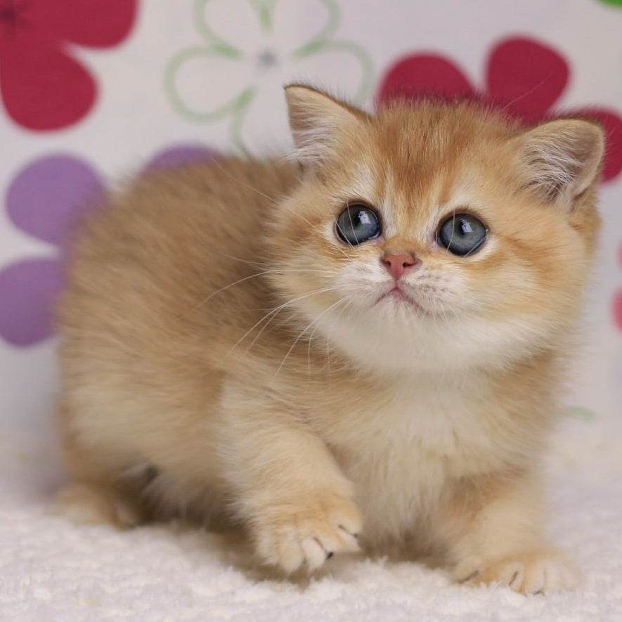 Ariel British Shorthair female, black golden chinchilla