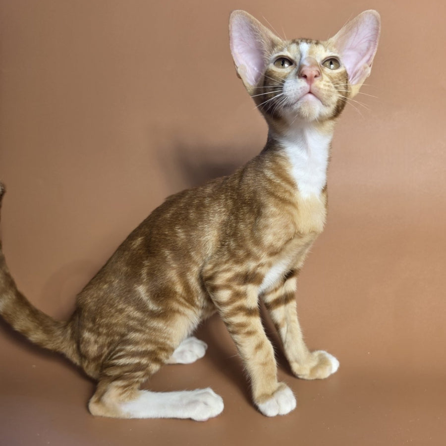Xylan Oriental Shorthair male, red tabby mitted