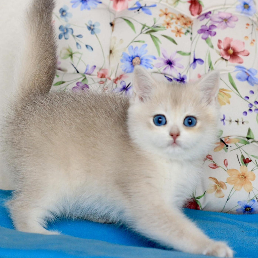 Xena British Shorthair female, blue golden chinchilla