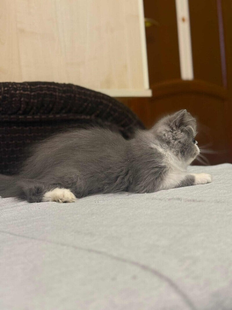 Isabel Persian female, blue bicolour