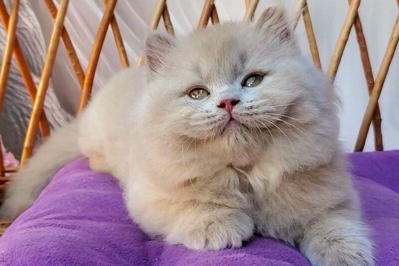 Teo British Longhair male fawn - live animals