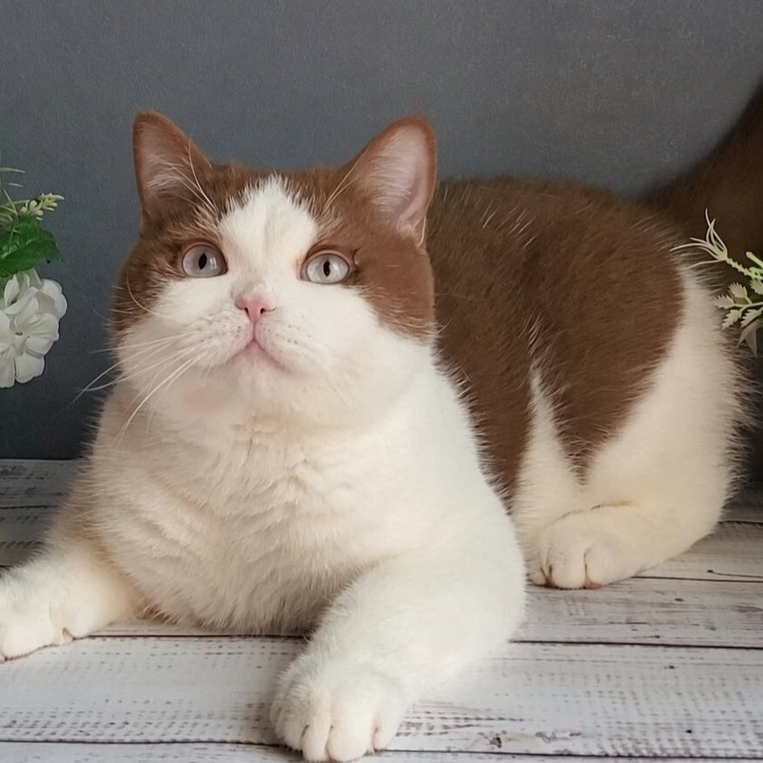 Xariton British Shorthair male, cinnamon bicolour