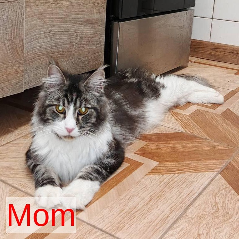 Bourbon Maine Coon male, black tabby