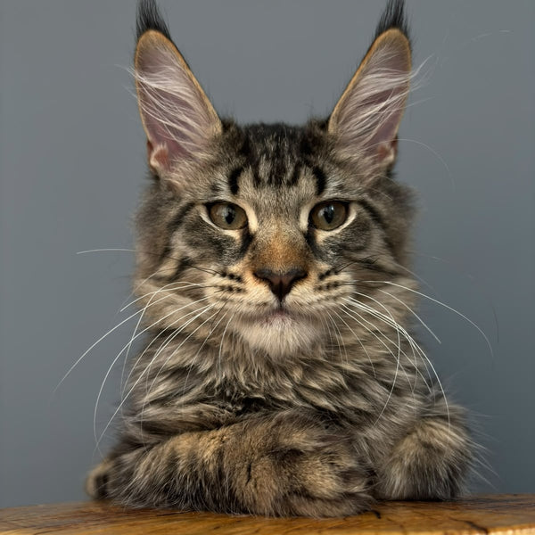 Cookie Maine Coon male, black spotted tabby