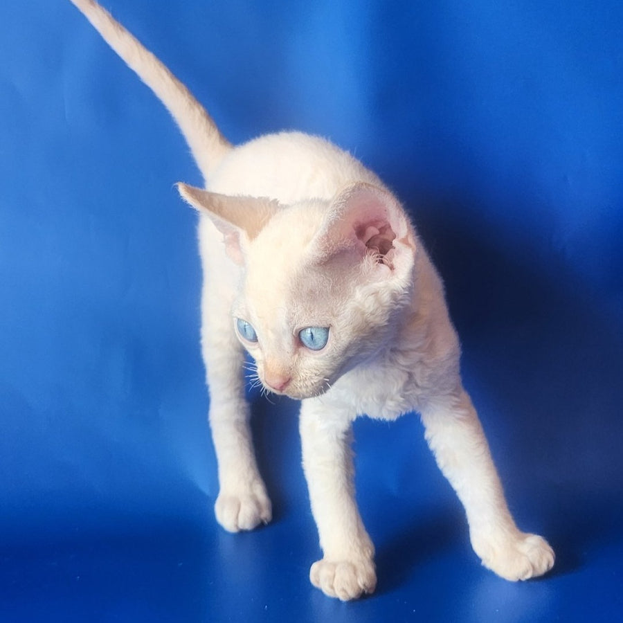 Marat Devon Rex male, chocolate tabby pointed