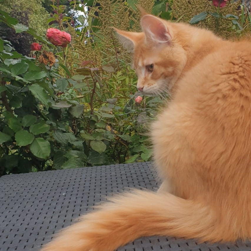 Hugo Maine Coon male, red ticked tabby