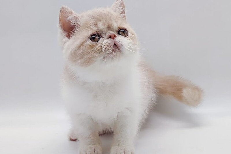Momo Exotic male cream bicolour - live animals