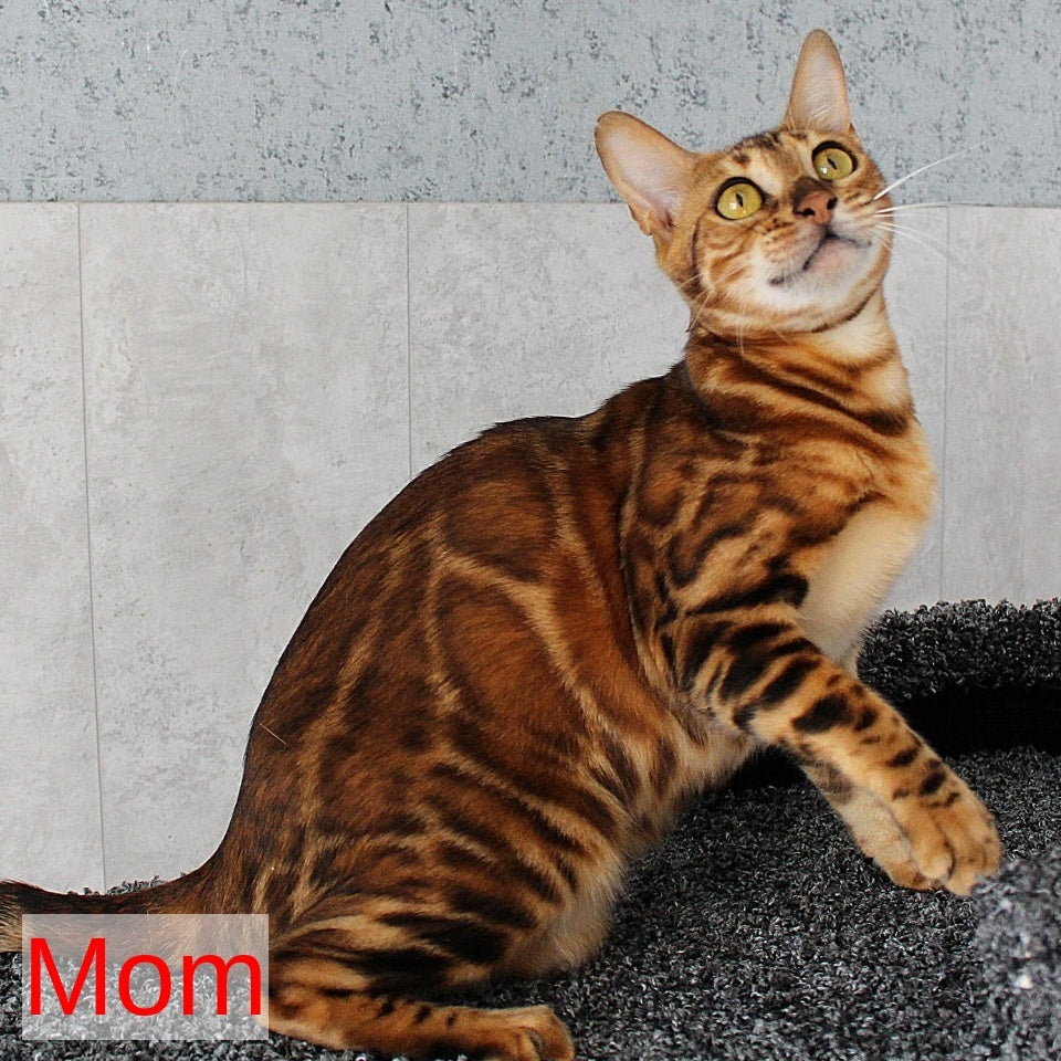 Elvis Bengal male, black spotted tabby
