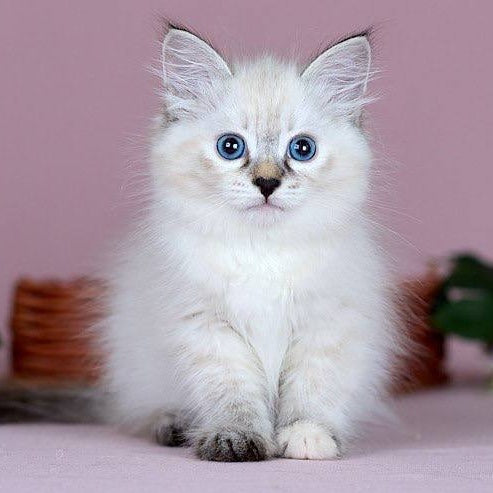 Juliet Siberian female, black with white tabby pointed