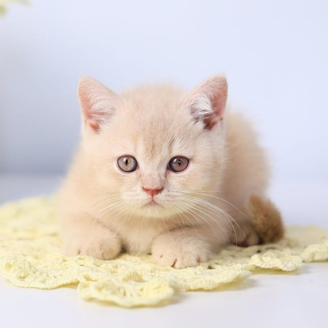 Yarik British Shorthair male, cream