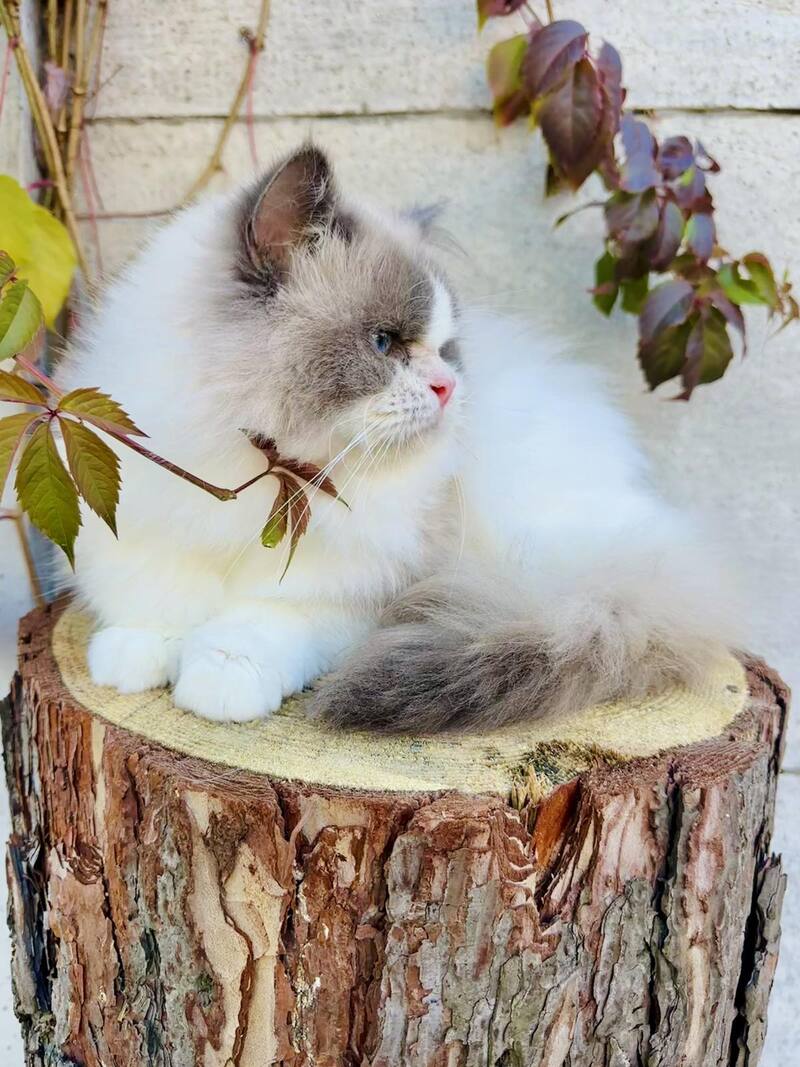 Velor Ragdoll male, blue bicolour