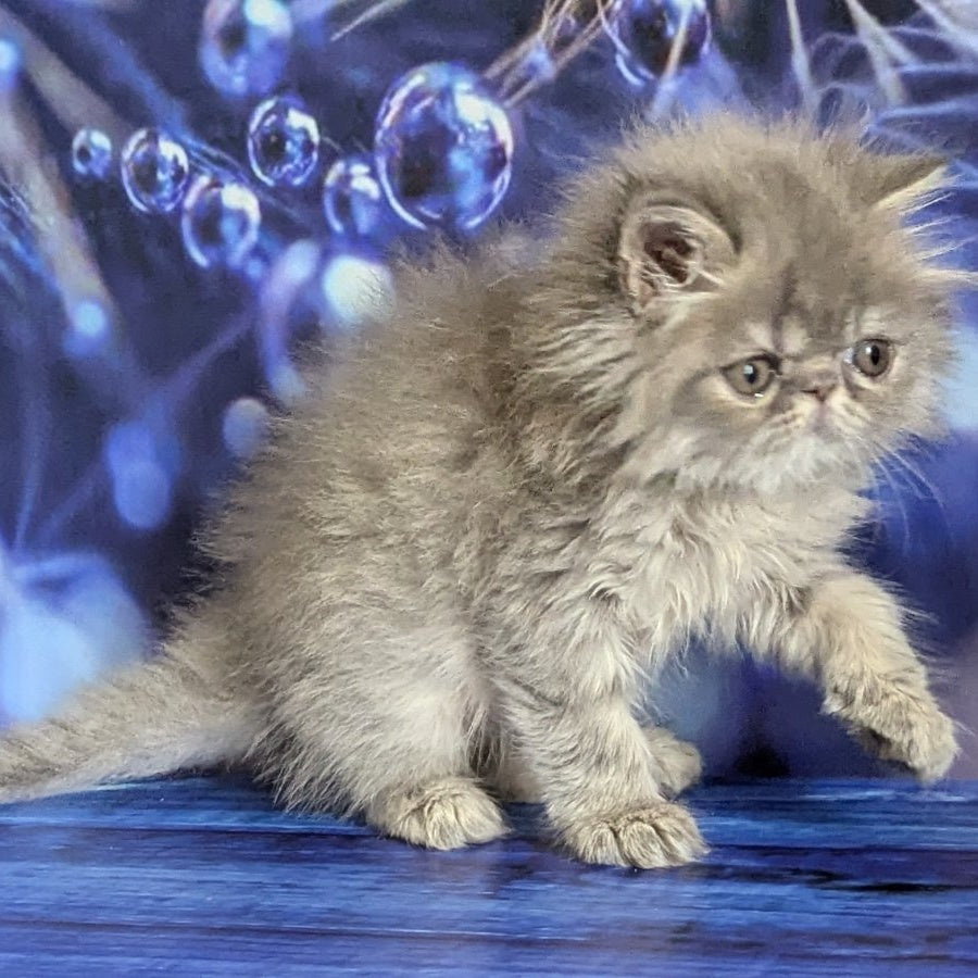 Pavlik Persian male, blue tabby