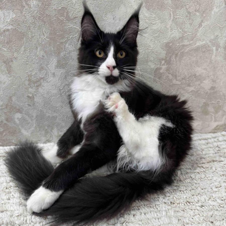 Sandra Maine Coon female, black silver bicolour
