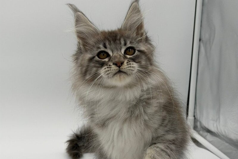 Katu Maine Coon male black silver tabby - live animals