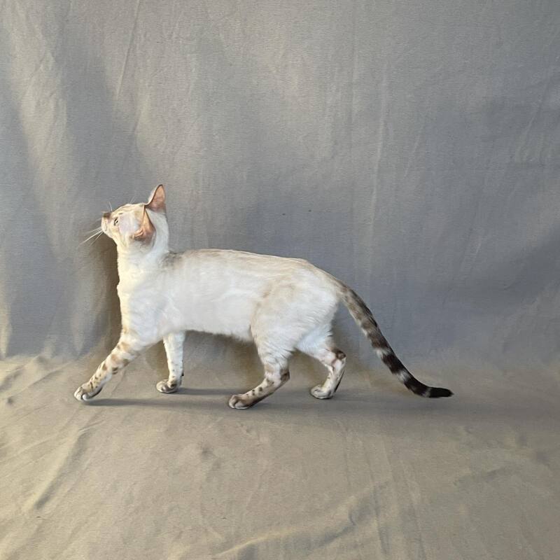 Jelly Bengal female, black spotted tabby pointed