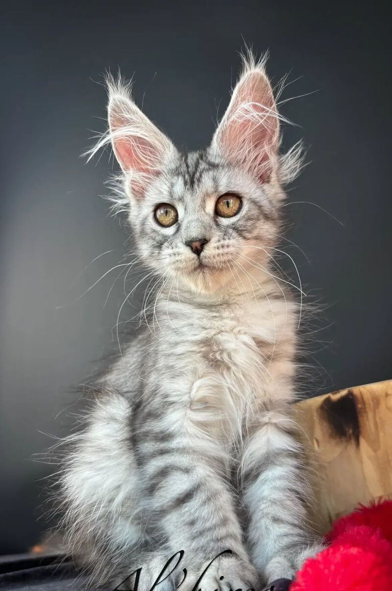 Alice Maine Coon female, black silver spotted tabby