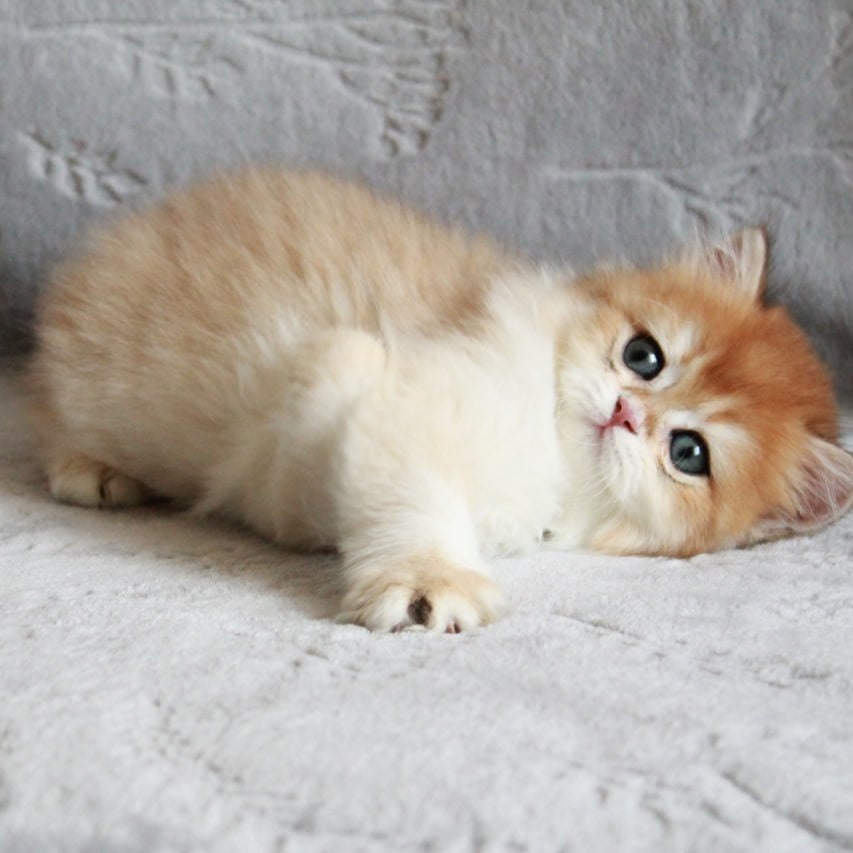 Kruasan British Longhair male, black golden chinchilla