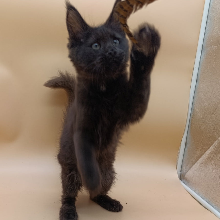 Onika Maine Coon female, black