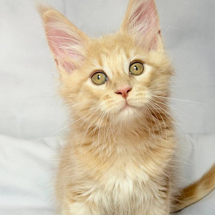 Lyndon Maine Coon polydactyl 5x5x6x6 male, cream silver tabby