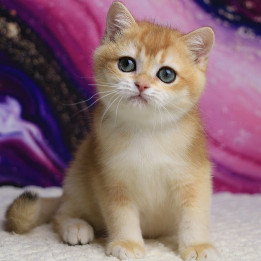 Unicum British Shorthair male, black golden chinchilla