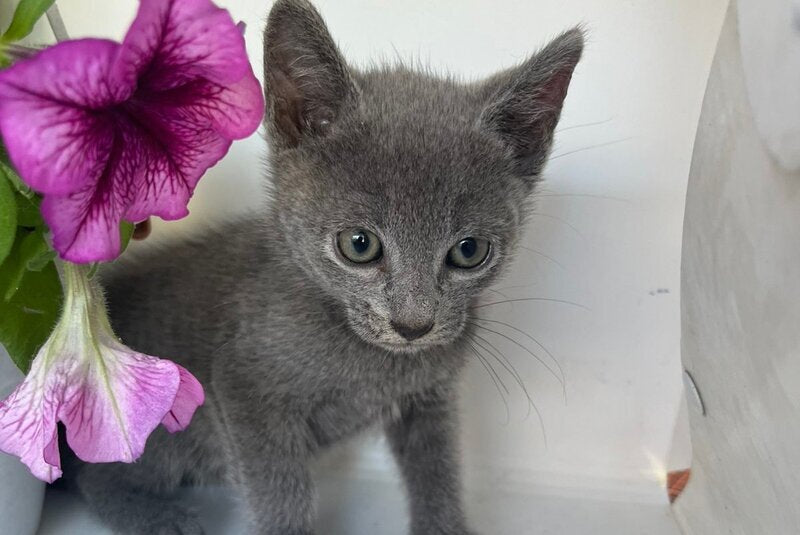 Nik Russian Blue male, blue