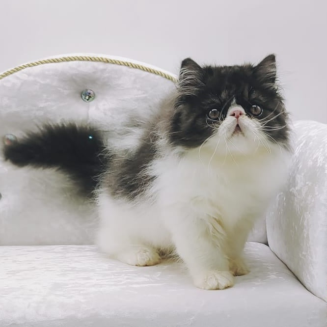 Tamerlane Persian male, black bicolour