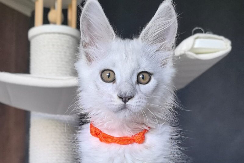 Ulina Maine Coon female, black silver shaded