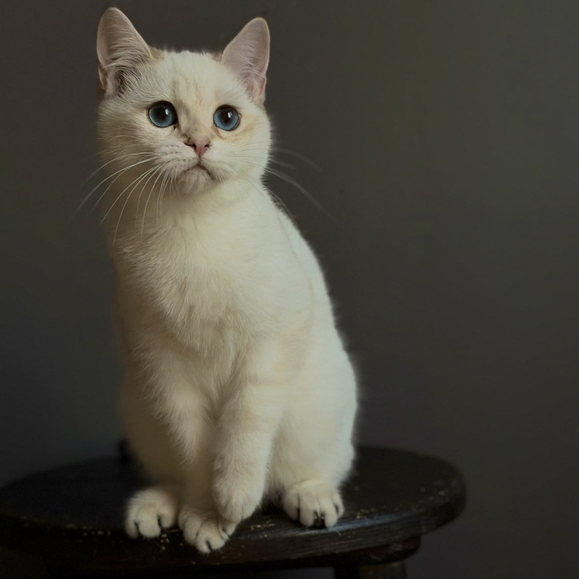 Mila British Shorthair female, black golden shaded pointed